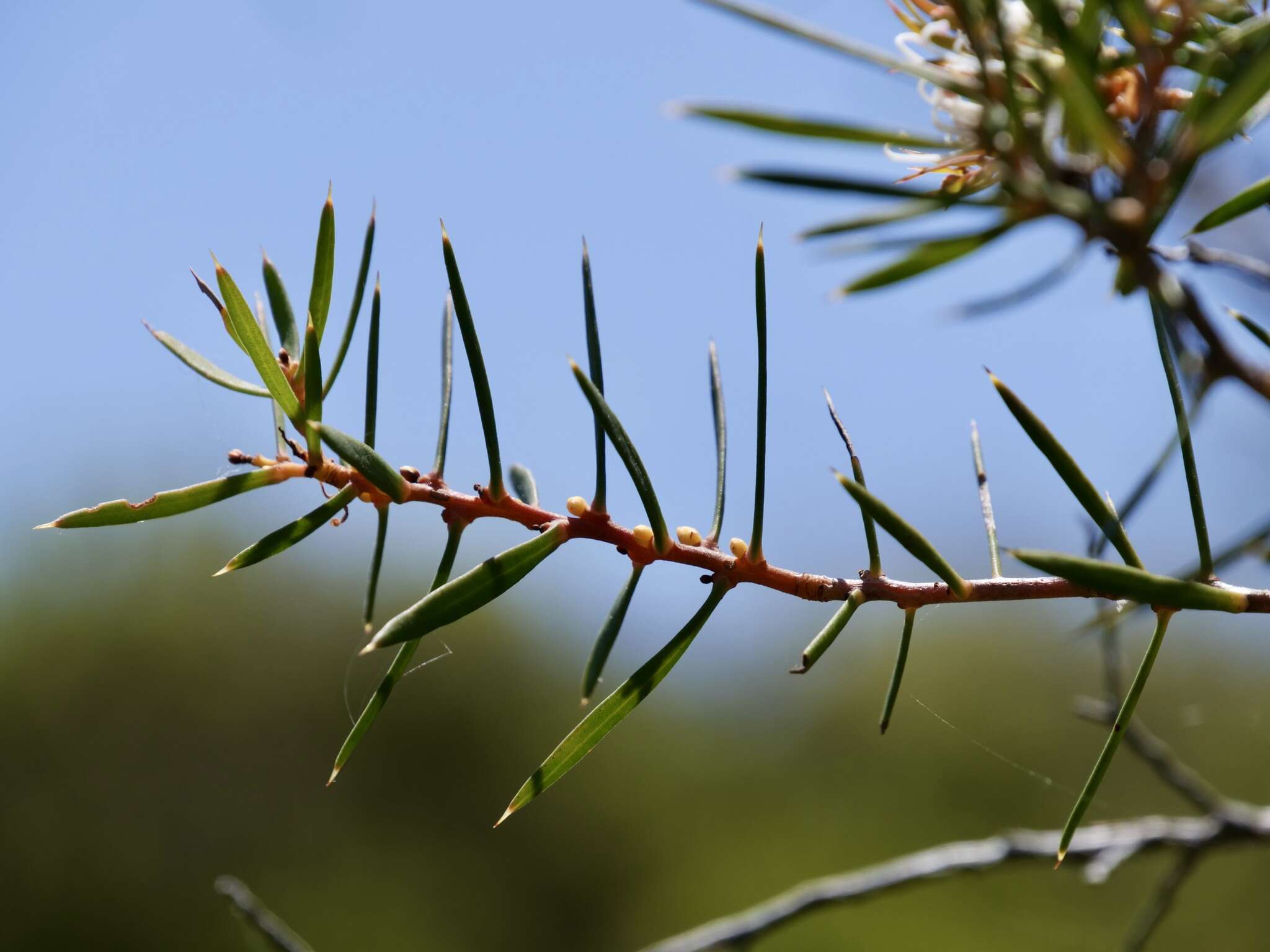 Image of Hakea linearis R. Br.