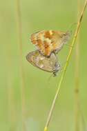 Image of hedge brown