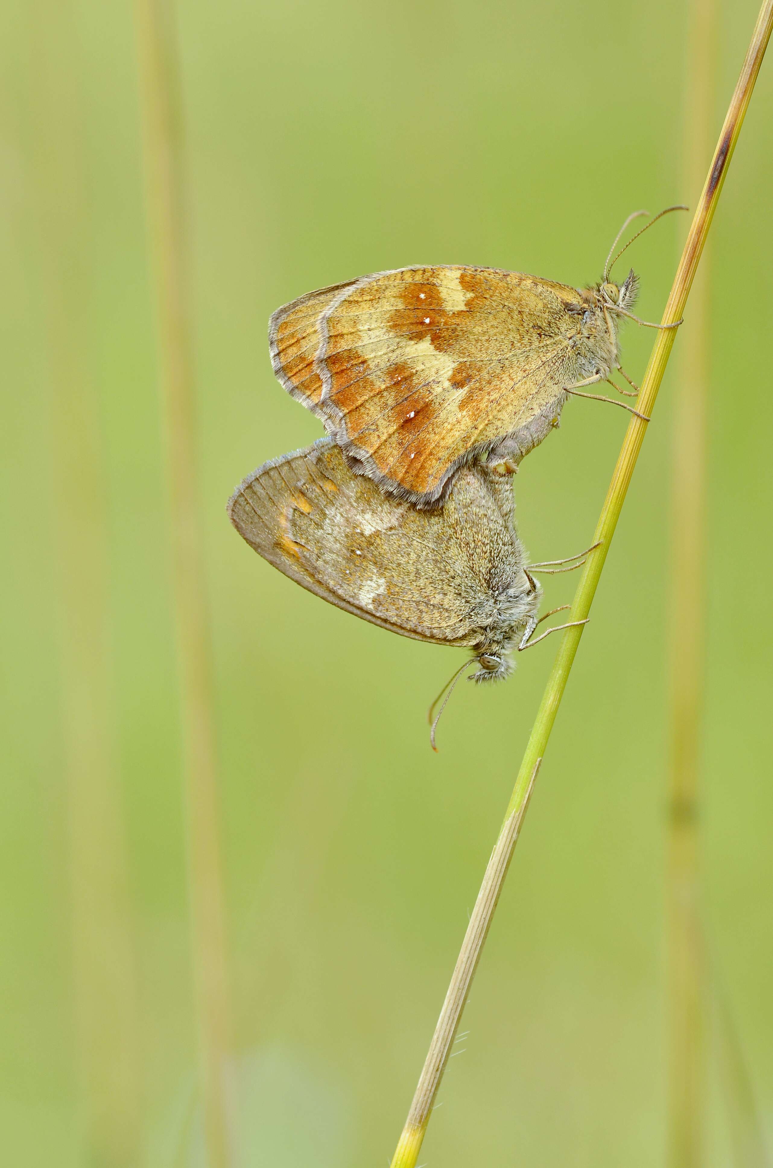 Image of hedge brown