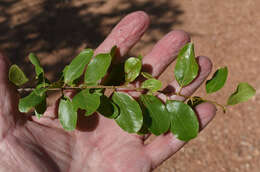 Image of Petalostigma banksii Britten & S. Moore