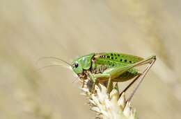 Image of Wart-biter cricket