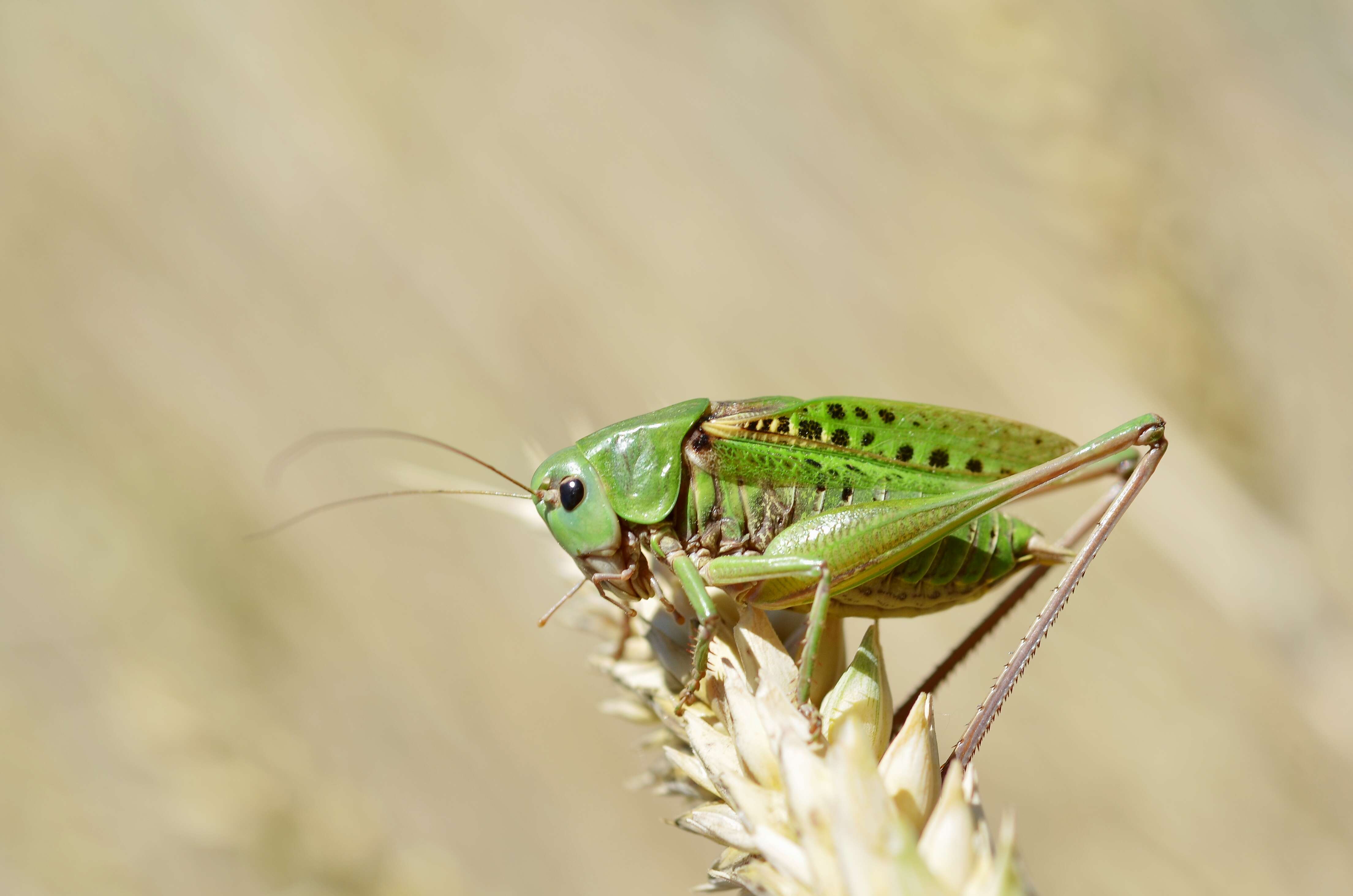 Image de dectique verrucivore