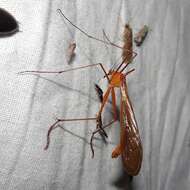 Image of Bittacus occidentis Walker 1853