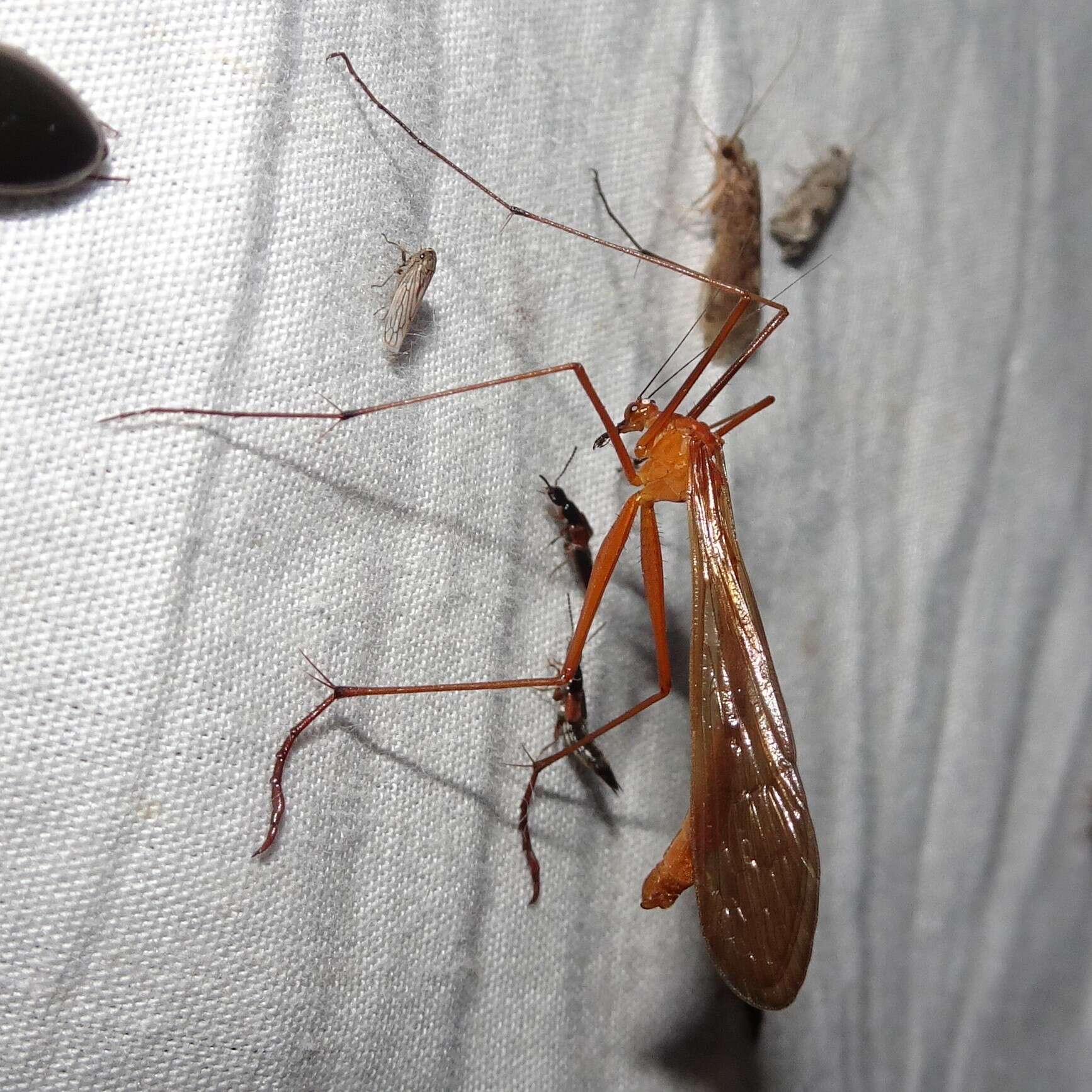 Image of Bittacus occidentis Walker 1853