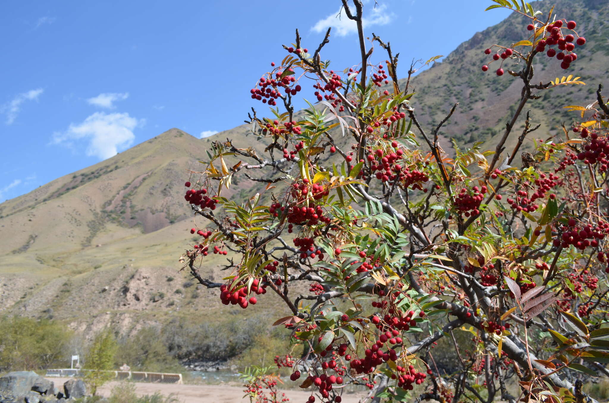 Imagem de Sorbus tianschanica Rupr.