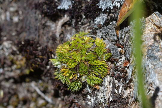 Image of Anisotome imbricata var. prostrata J. W. Dawson