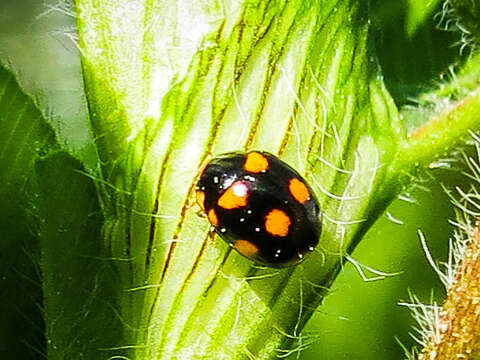 Sivun Brachiacantha ursina (Fabricius 1787) kuva