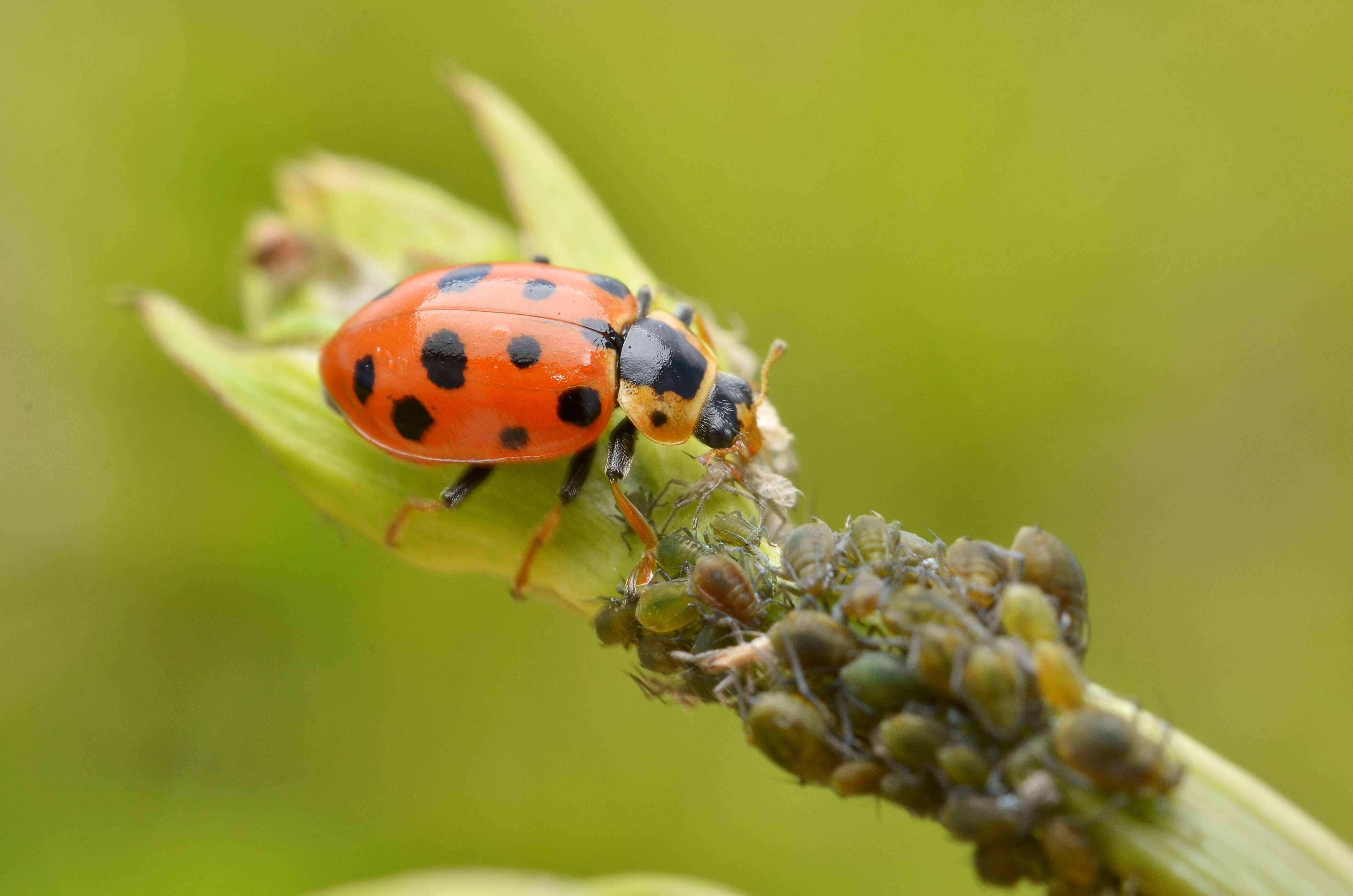Image of 13-spot ladybird