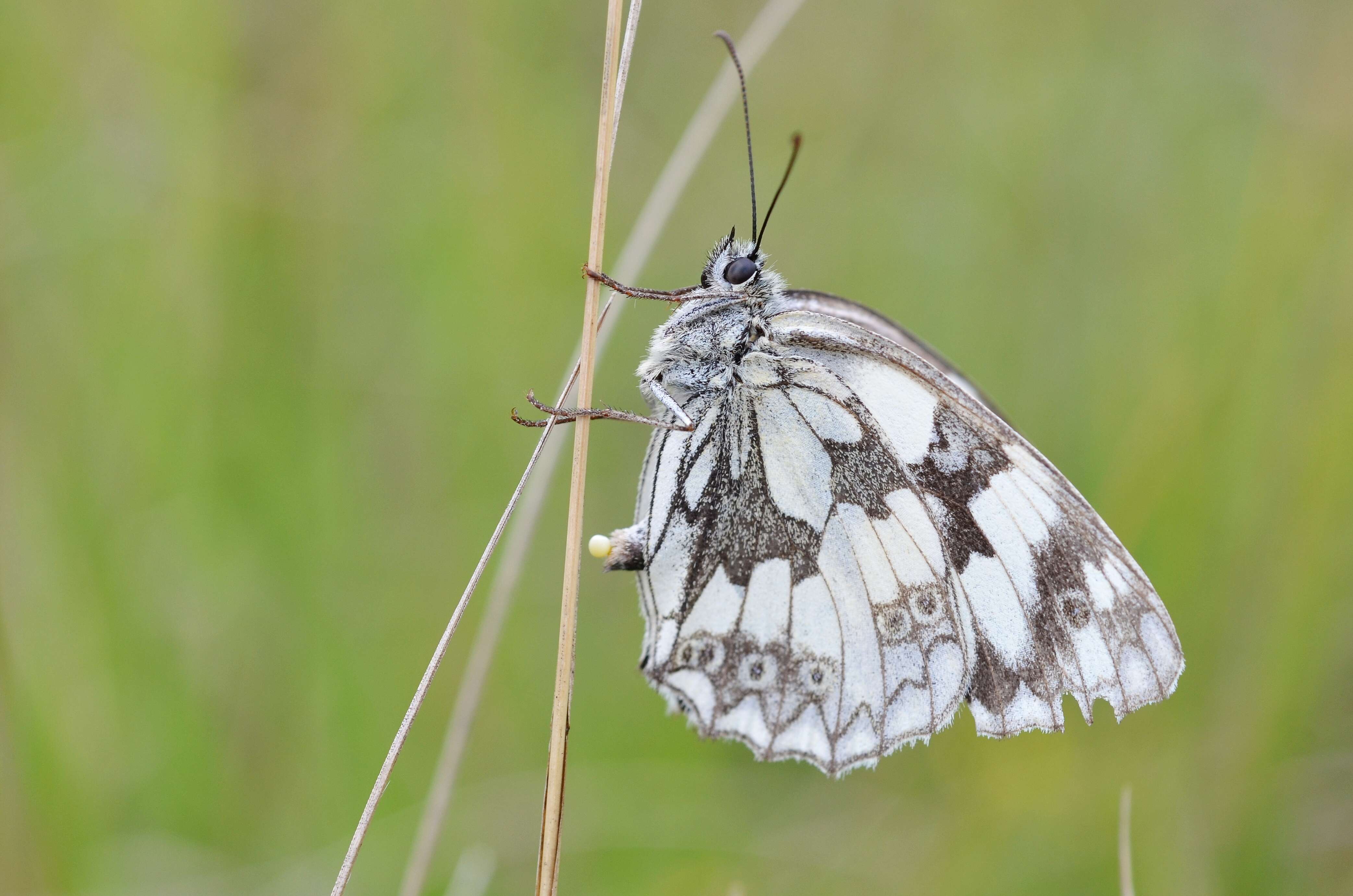 Image of marbled white