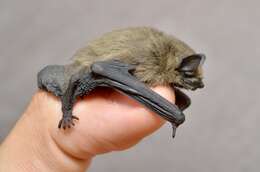 Image of pipistrelle, common pipistrelle