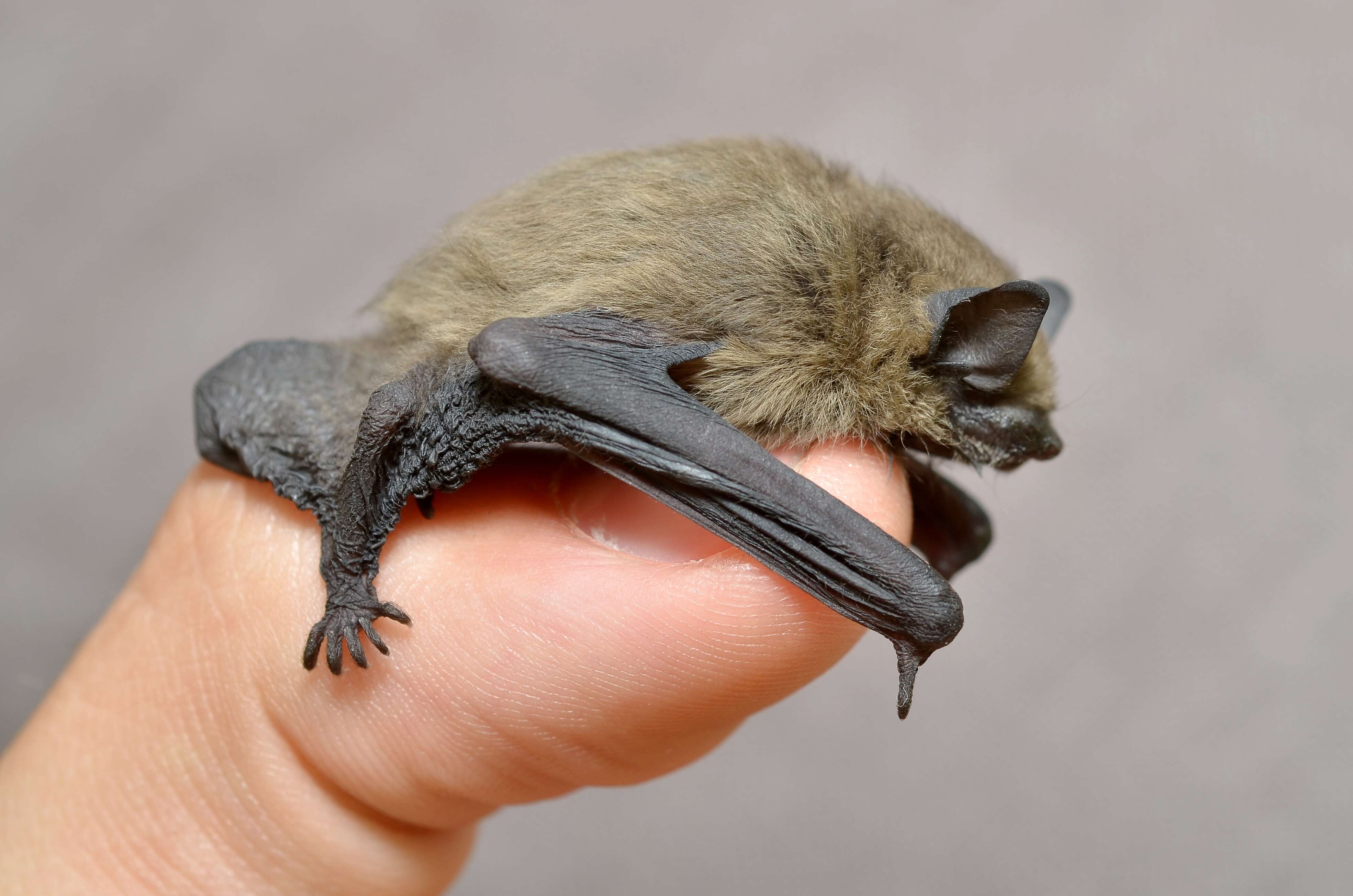 Image of pipistrelle, common pipistrelle