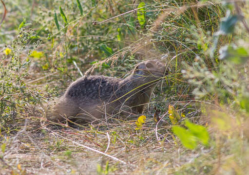 Image of Red-cheeked Ground Squirrel