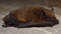 Image of pipistrelle, common pipistrelle