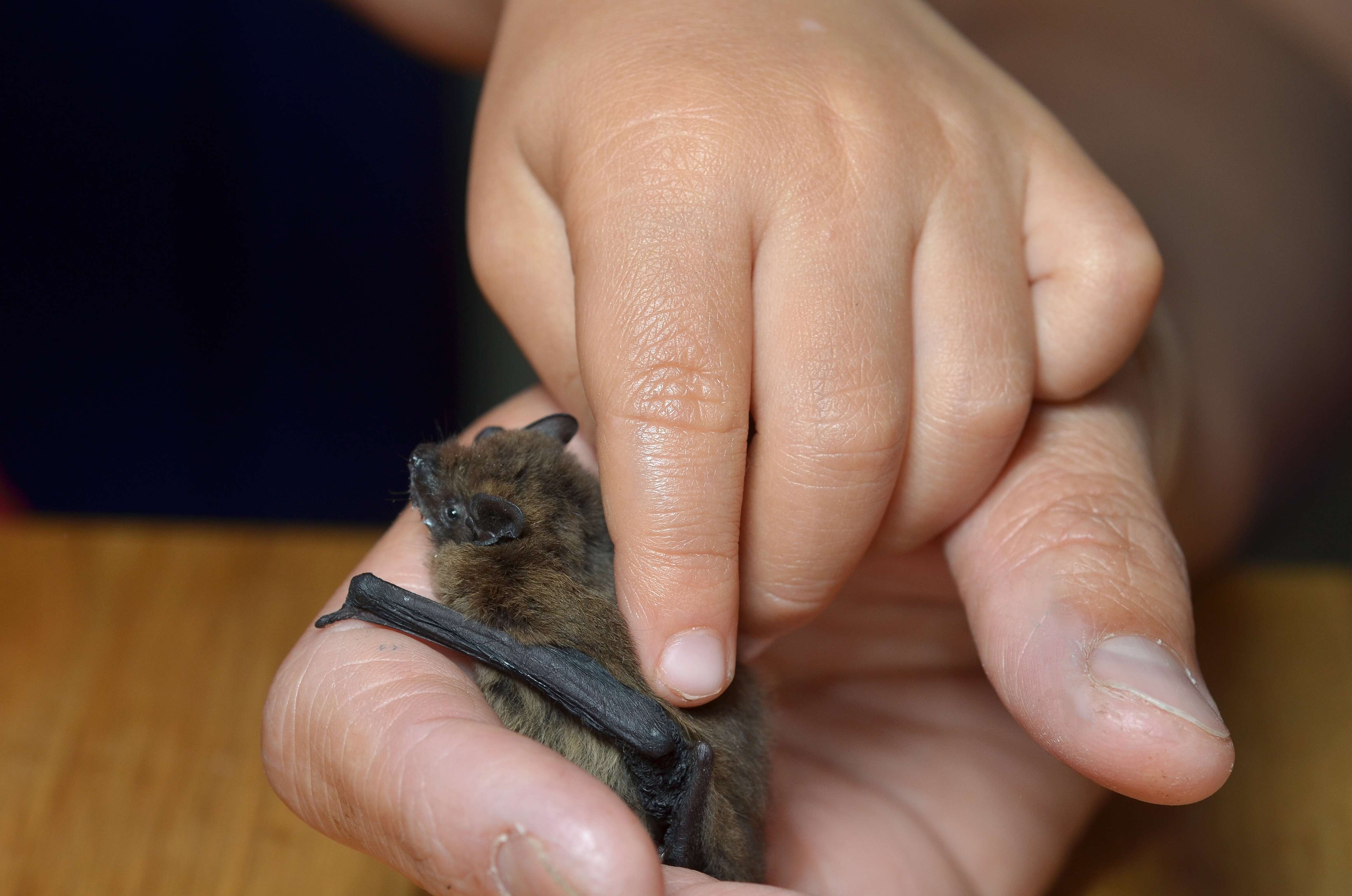 Image of pipistrelle, common pipistrelle