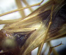 Image of Reduvius testaceus (Herrich-Schaeffer 1848)