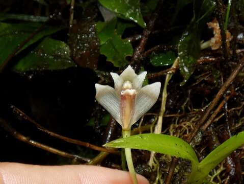 Image of Maxillaria angustissima Ames, F. T. Hubb. & C. Schweinf.