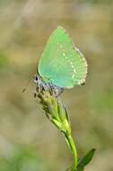 Plancia ëd Callophrys rubi (Linnaeus 1758)