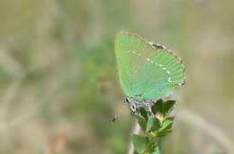 Plancia ëd Callophrys rubi (Linnaeus 1758)