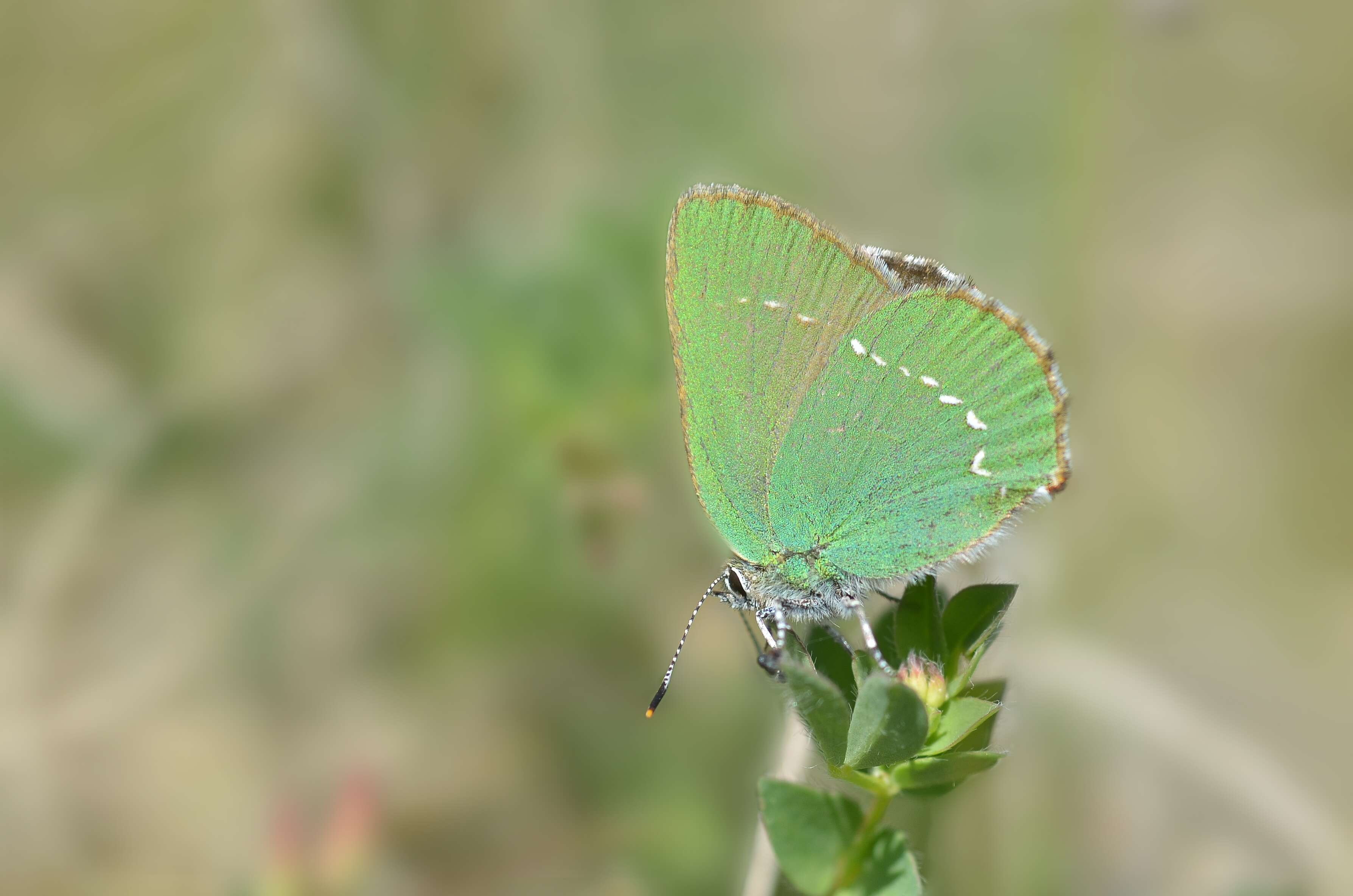 Plancia ëd Callophrys rubi (Linnaeus 1758)