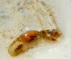 Image of twistclaw pistol shrimp