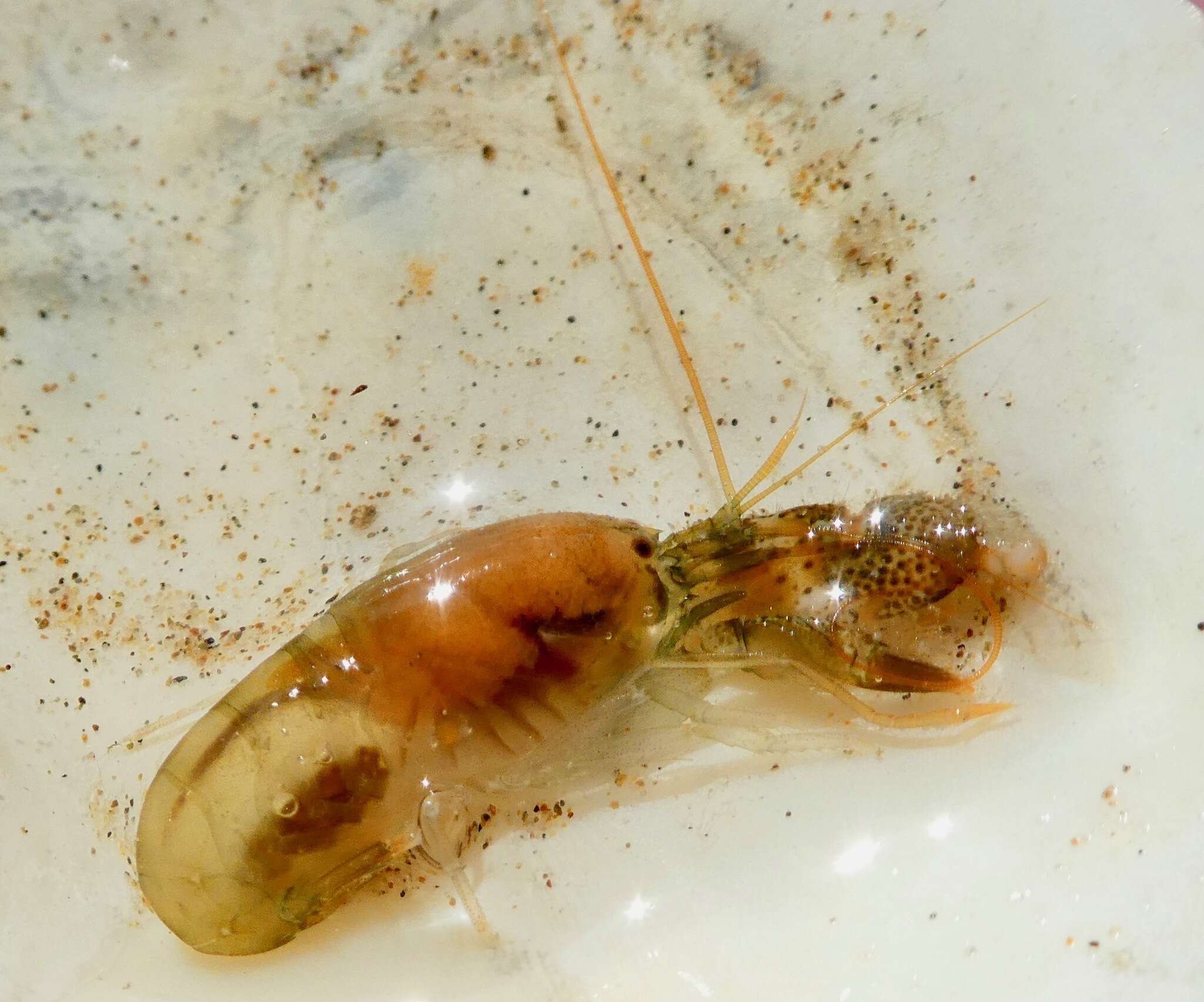 Image of twistclaw pistol shrimp