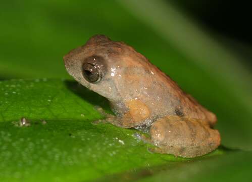 Image of Raorchestes bombayensis (Annandale 1919)