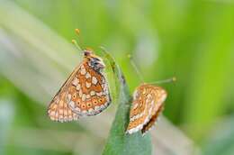 Image of Euphydryas aurinia