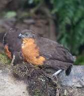 Image of Dark-backed Wood Quail