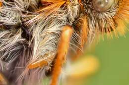 Plancia ëd Euphydryas aurinia