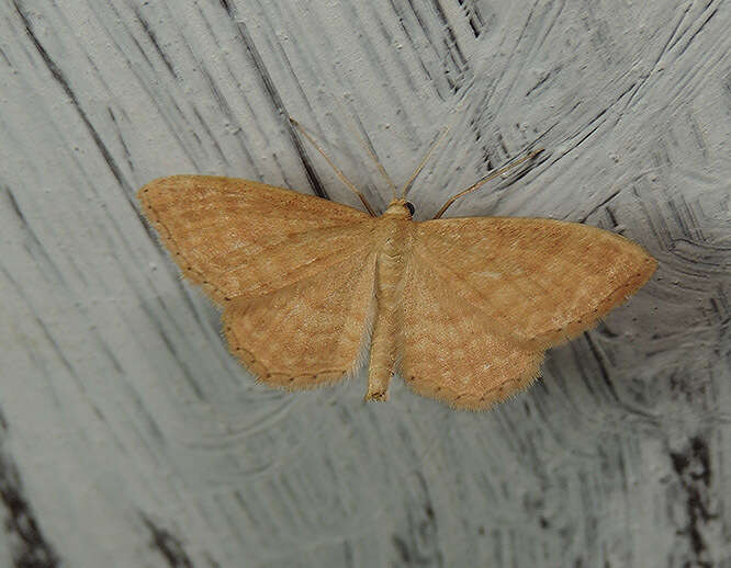 Idaea ochrata Scopoli 1763 resmi