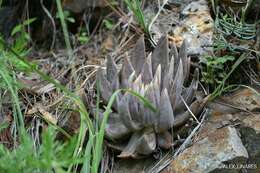 Image of Echeveria craigiana Walther