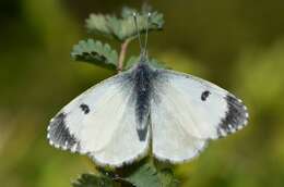 Image of orange tip