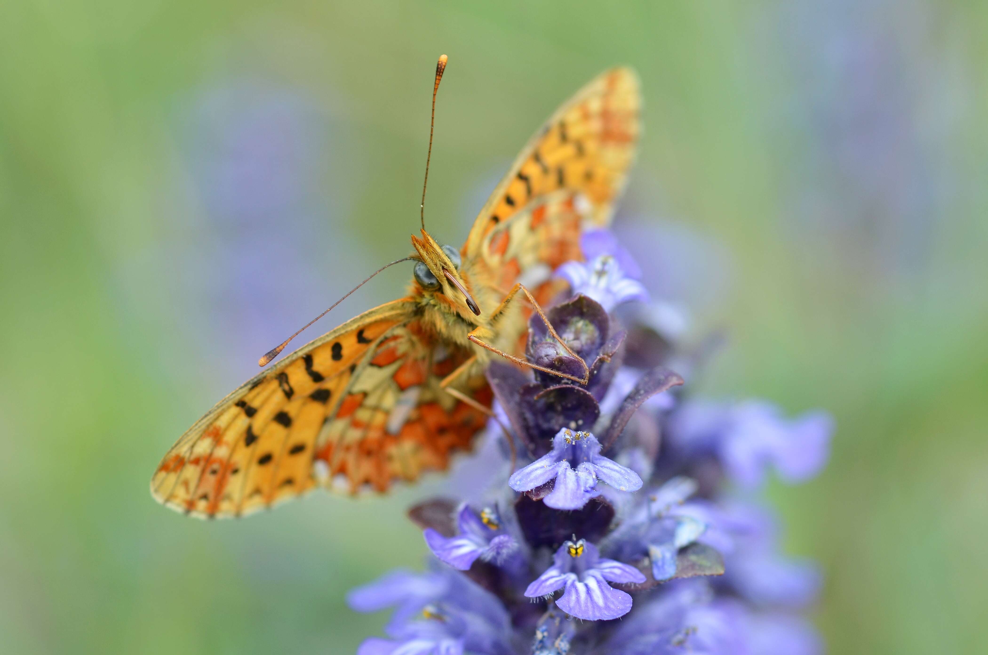 Plancia ëd Boloria euphrosyne