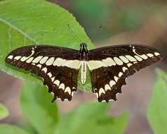 Image of Thoas Swallowtail