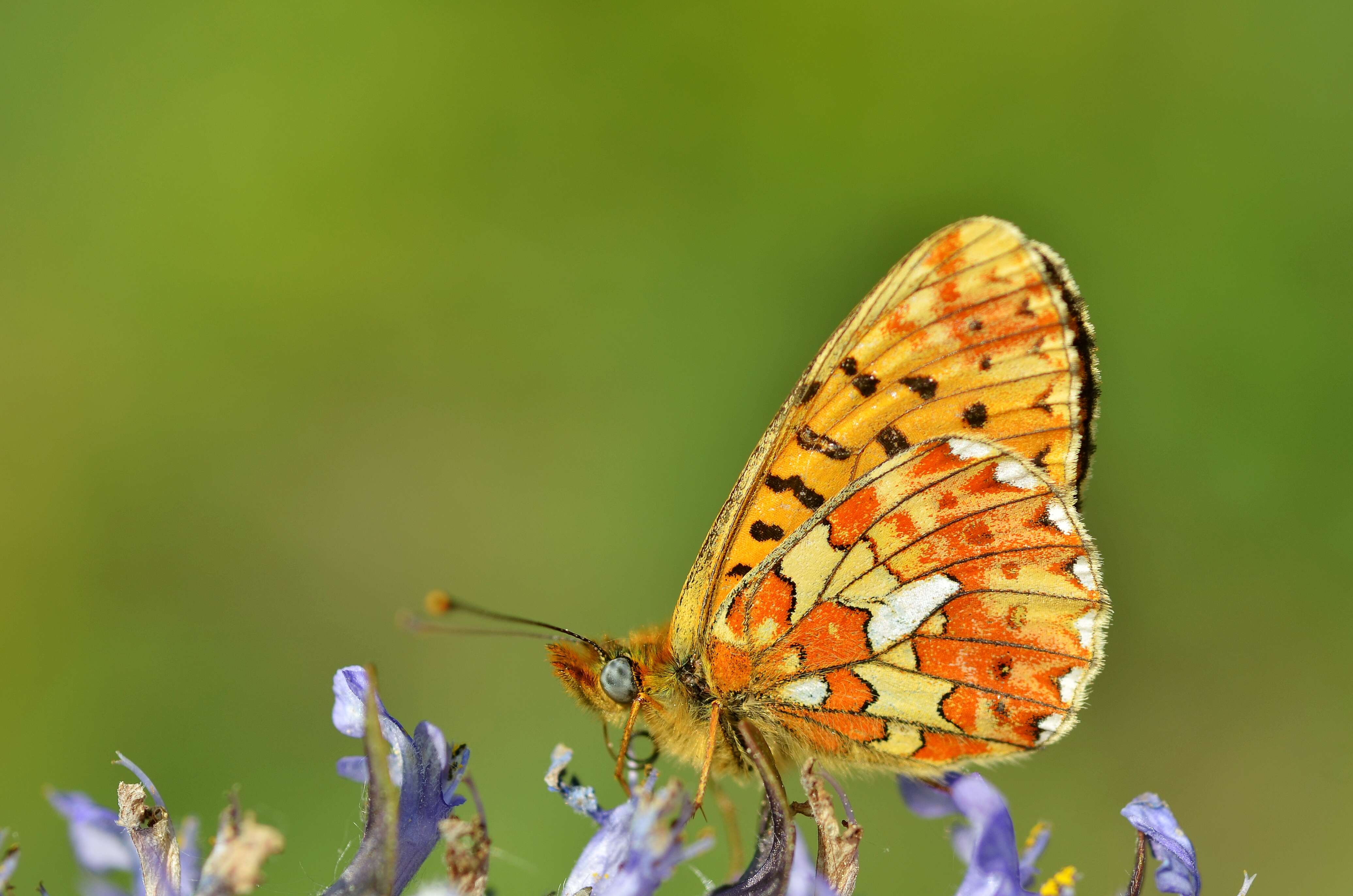 Plancia ëd Boloria euphrosyne