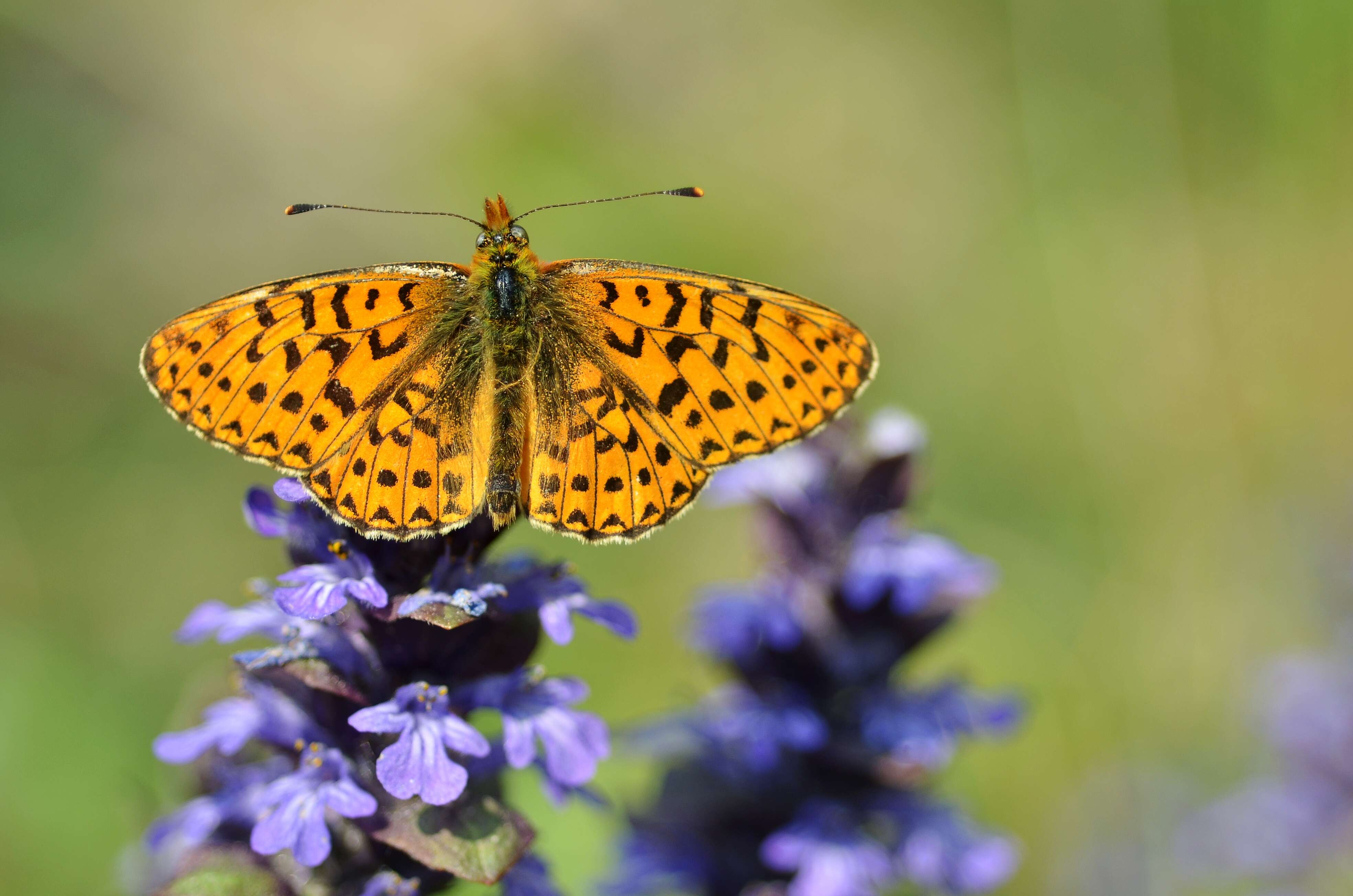 Plancia ëd Boloria euphrosyne