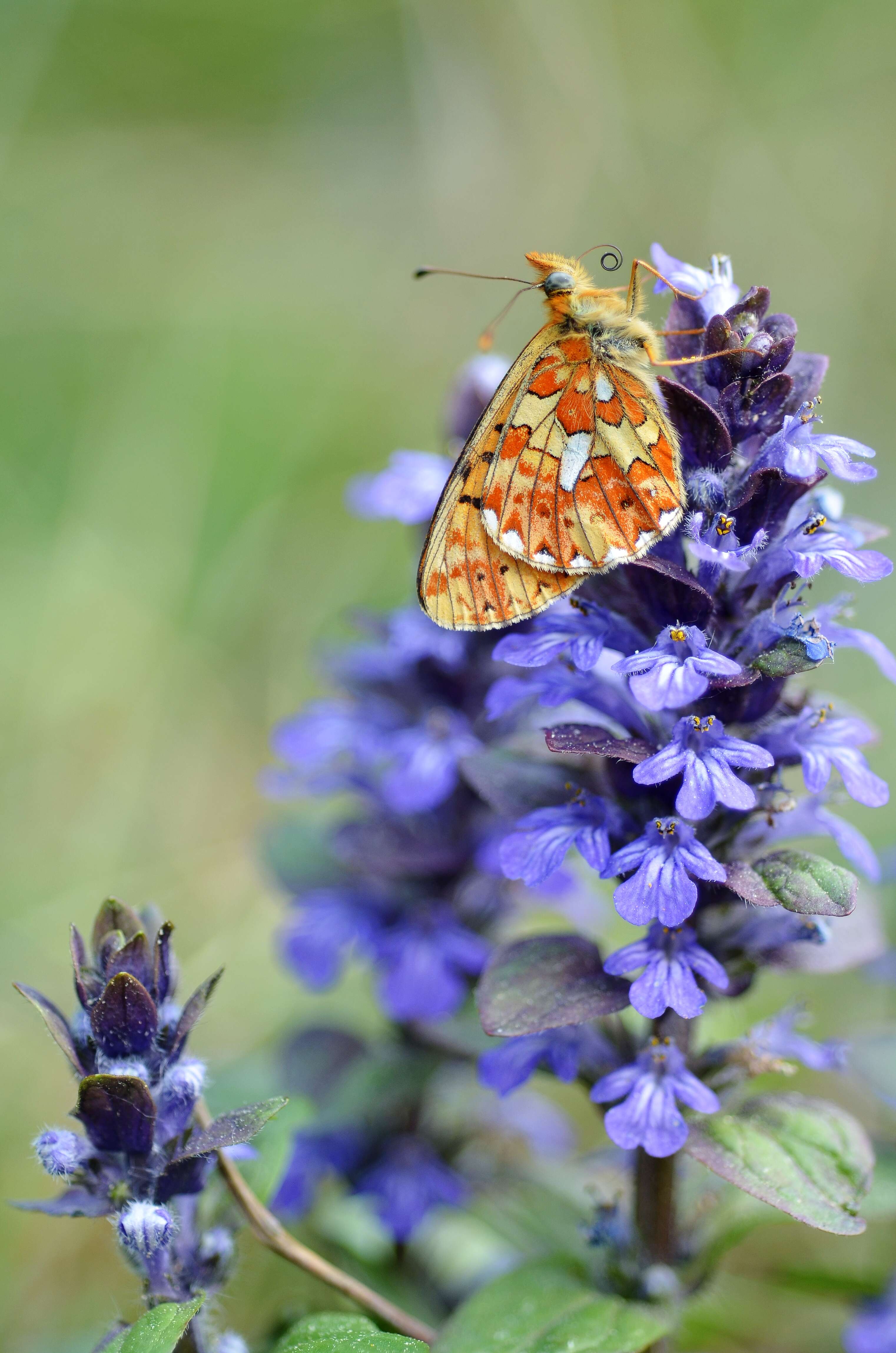 Plancia ëd Boloria euphrosyne