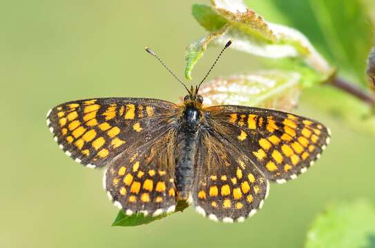 Image of Melitaea athalia