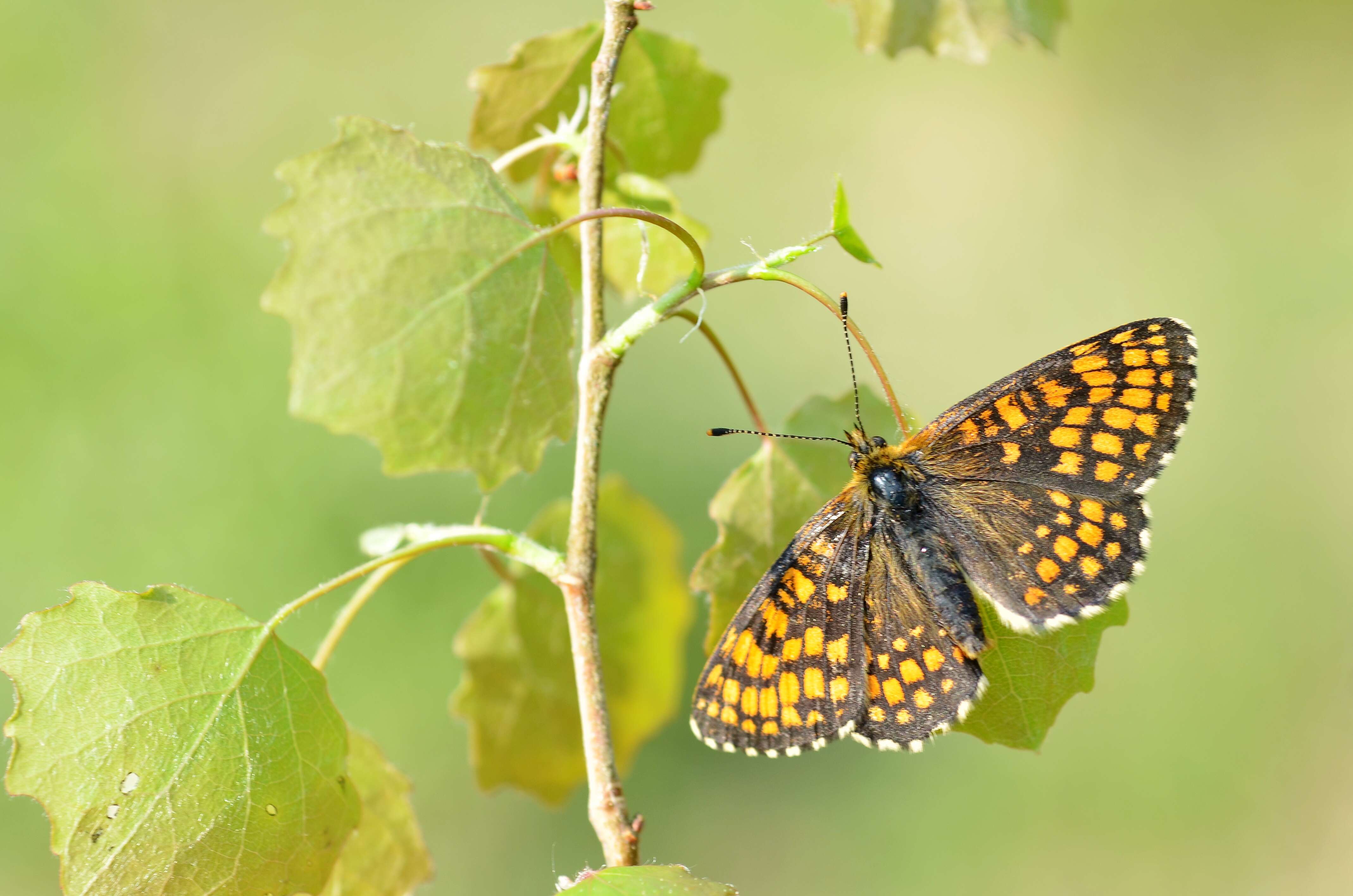 Image of Melitaea athalia