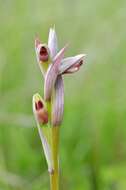 Image of Small-flowered serapias