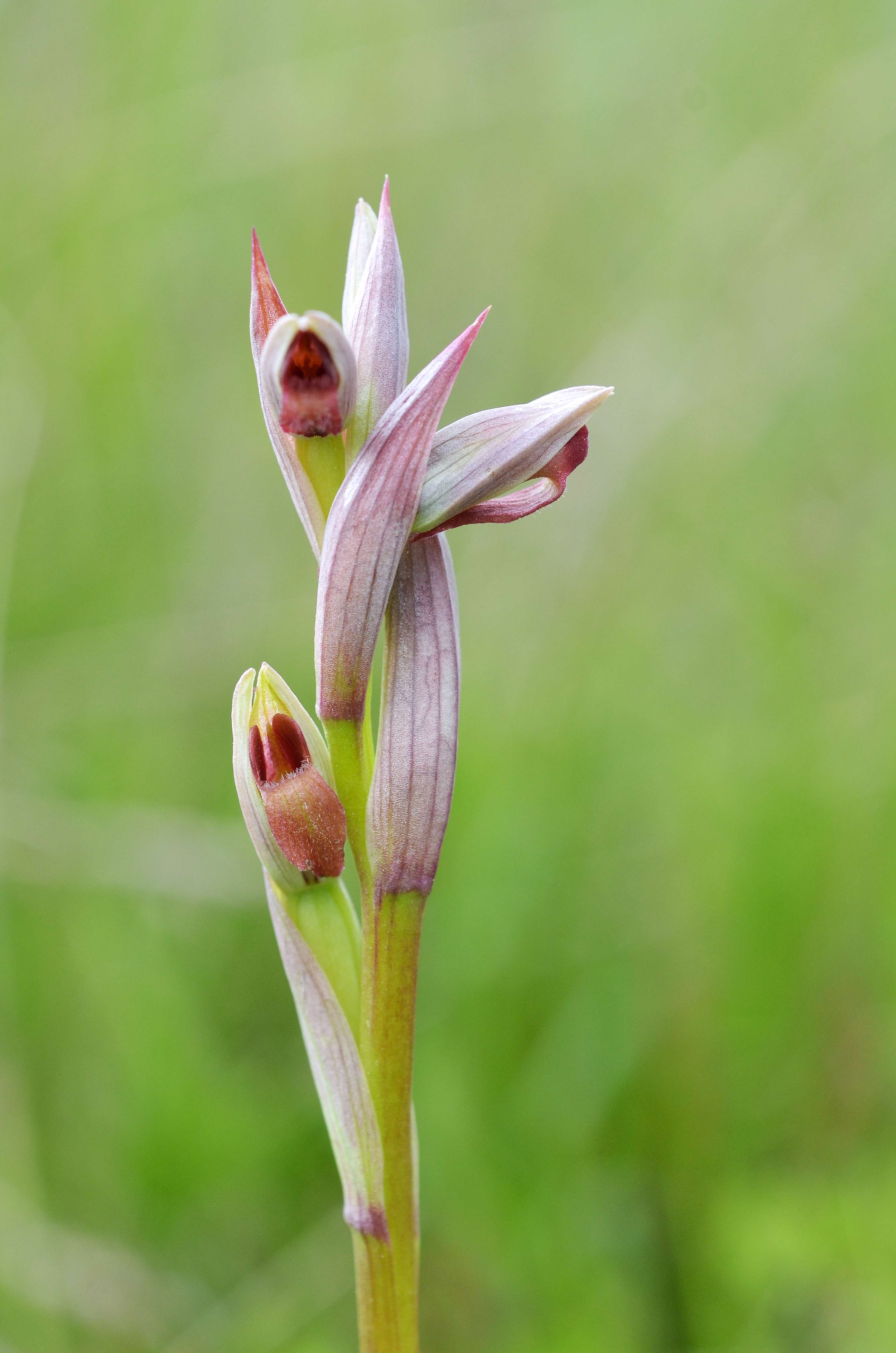 Image of Small-flowered serapias