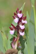 Image of Butterfly orchid