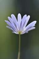 Image of blue anemone