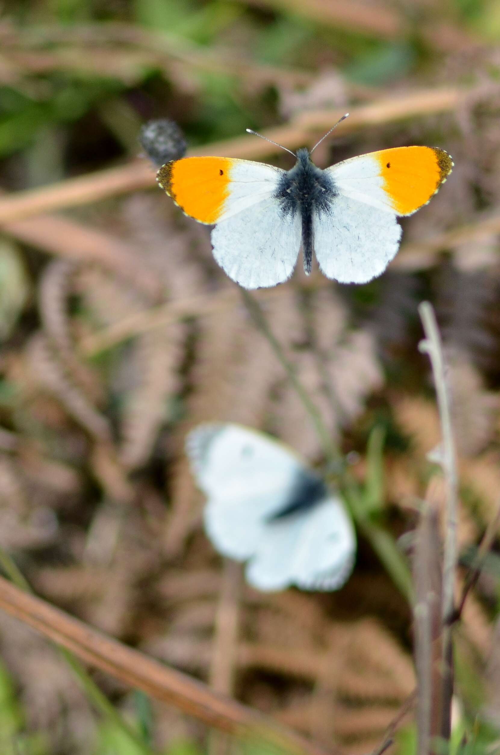 Image of orange tip