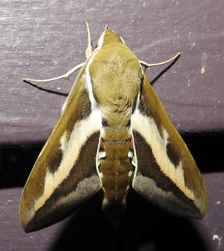 Image of Galium Sphinx