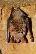 Image of Greater Mouse-eared Bat