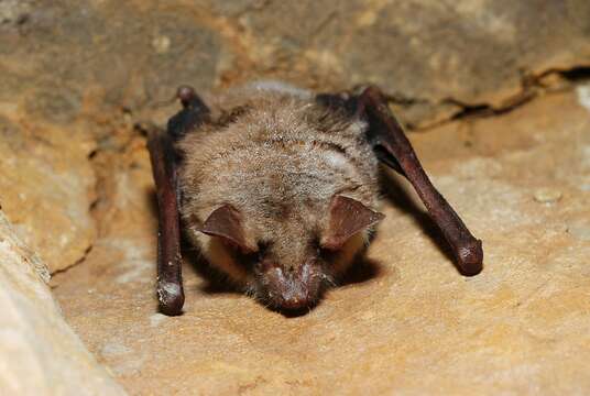 Image of Greater Mouse-eared Bat