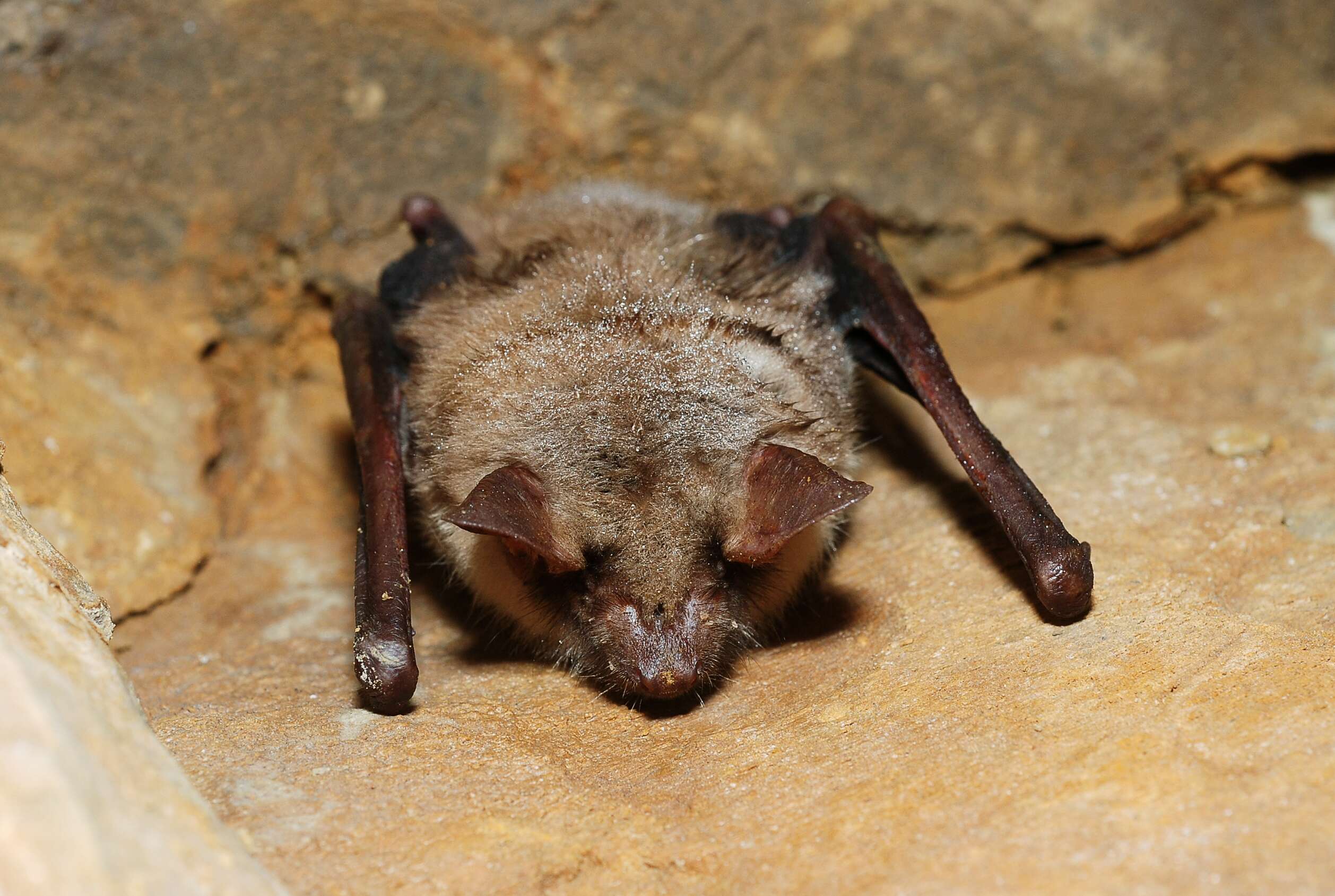 Image of Greater Mouse-eared Bat