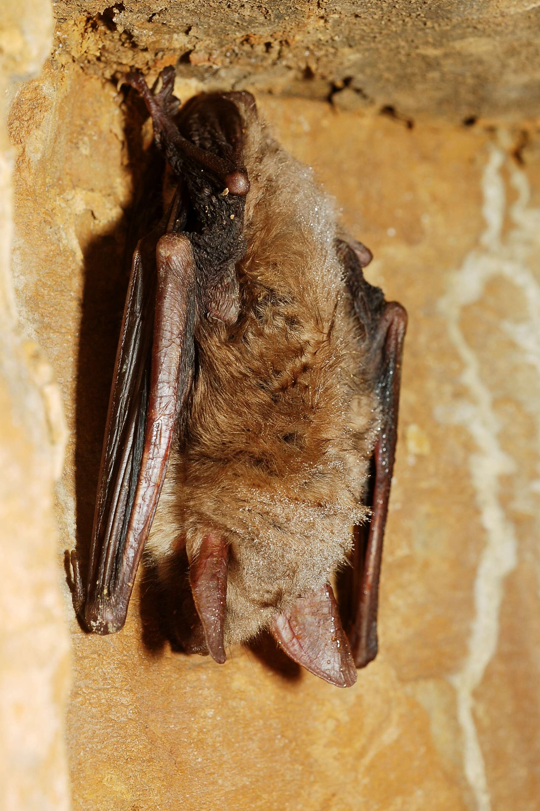 Image of Greater Mouse-eared Bat