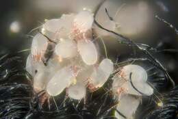 Image of dust mites